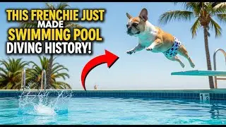 This Frenchie Just Made Diving History! 😂🐾🎯