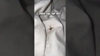 Close Call: Brown Recluse Spider Climbs onto Bed in Shocking Video