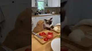 so funny #viral #trending #short