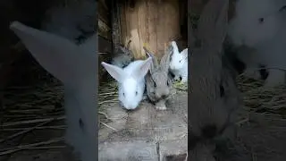 Super Rabbit 🐇🐇🐇           🐇#rabbit 🐇#tiktok 🐇#shorts