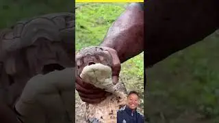 #snake #kingcobra #snakelovers #cobra #facts #animals #amazingfacts #ytshorts #trending #amazing