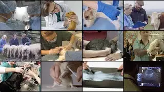 AVMA CVTEA&reg;: 50 years improving veterinary technician education