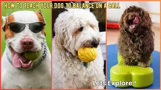 How to Teach Your Dog to Balance on a Ball | V194 | Dogs | Dog | Cute Dog | Canine | Mr Dog | Cute