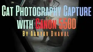 Cat Photography Capture with Canon 550D by Aaryav Dhakal