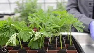 Cloning Cannabis Plants - On the Farm with Theory Wellness
