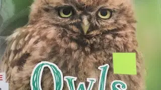 Mrs Mulder&rsquo;s story time for La Crescenta Elementary School 13