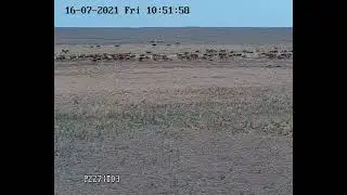 Saigas in Stepnoi / сайгаки в Степном