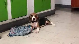 Talking beagle?