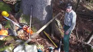 PODIRANJE NAJVIŠJE IN NAJSTAREJŠE SMREKE NA HRUŠICI