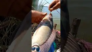 This technique for fishing for tilapia can yield big catches#shorts
