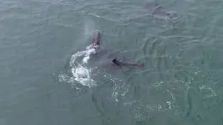 Dolphin Behavior - Rest & Socialising