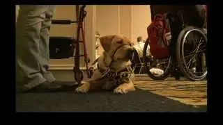 Social Dogs for children with Autism