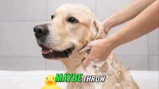 5 Essential Dog Grooming Hacks: Tips for a Pawsome Pup!