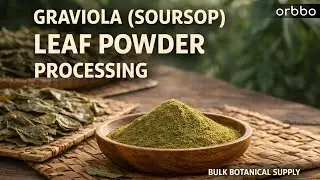 Graviola Leaf Powder Processing | From Fresh Leaves to Herbal Powder