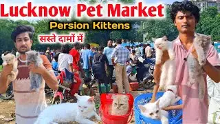 Persion Kittens for sale |Persian Kittens |Lucknow pet market |Nimbu Park Pet market Lucknow 