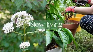 Vlog au jardin
