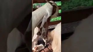 Jamunapari goats in Srilanka,Nadungolla Estate goats breeding farm, Giriulla,Srilanka.ph 0777005391