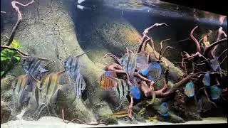 Pterophyllum altum, Symphysodon discus and Puntius Denisonii in 800-liter aquarium