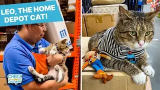 Meet Leo, A Cat Who Lives And Works At Home Depot