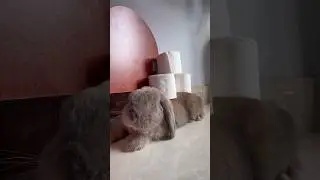 Sleepy Rabbit 😪