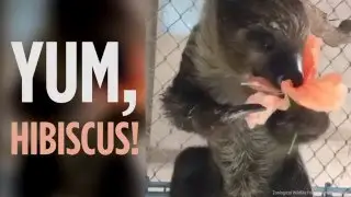 Watch a cute baby sloth eating a hibiscus flower