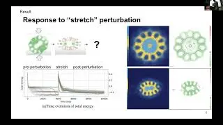 ALIFE2023: Exploring the Adaptive Behaviors of Particle Lenia: A Perturbation-Response Analysis for