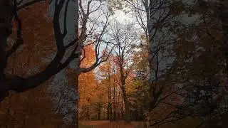 Fall Canada 🍁 | Urdu Poetry #fall #4knature #urdupoetry #toronto natur #nature
