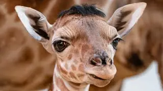 Eugene the giraffe born at Toledo Zoo with adorable full head of hair