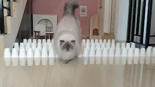 Cat Challenge Cup: The Ultimate Feline Showdown!