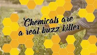 Whole Kids Foundation | Give Bees a Chance & Choose Organic!