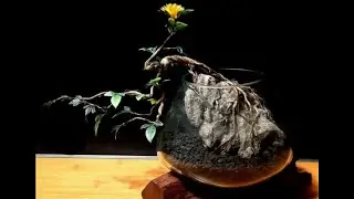 50ribu bisa buat Aquascape ini dia cara membuat aquascape bonsai cupang(betta fish)murah dan gampang