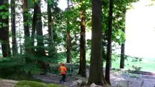 Some Bigleaf Maples