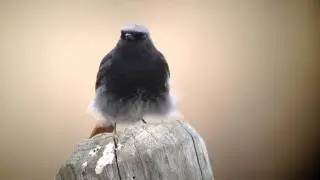 Black Redstart male singing at Westkapelle, 6 April 2014