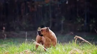 Introducing Cane Corso puppies to the Pack for the 1st time.