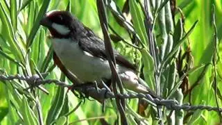Звуки птиц, Sporophila Lineola, вокализация птиц, певчих птиц, диких птиц,