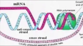 AP Biology Idol DNA (Do You Wanna Build a Snowman)