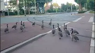 Flock of Ducks crossing road in netherlands Europe, beautiful natural scenery 