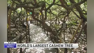 9 @ 9: World's largest cashew tree, leg lenghtening and more