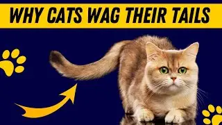 Why Do Cats Wag Their Tails?