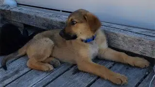 Blind Dog Gets New Home: The Bounty Story