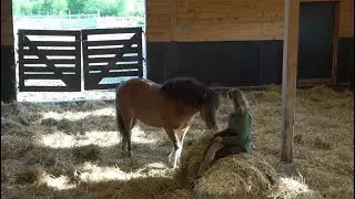 Connecting with a compliant but not comfortable horse