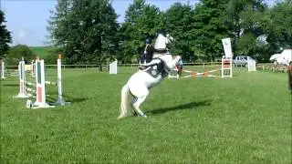 *..Freundschaft..*   nice horse :)