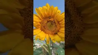 Sunflower Cultivation - Roof  Garden
