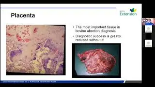 Why Do Cows Abort? Trends in Bovine Reproductive Wastage