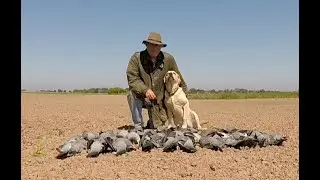 A selection of Wood pigeon control shooting.  2020 winter / spring.