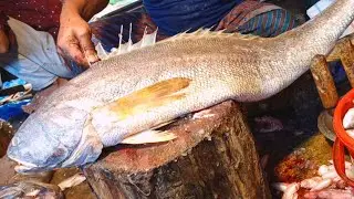 Outstanding Fish Cutting Skills | Live Delicious Bool Popa Fish Cutting Skills In Fish Marke