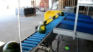 OLIMPIAS S.A. | Grading and sizing line for Watermelons. Olimpias SA.