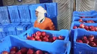 Rajasthan  box vegrow