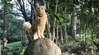 Squirrel Tail Cat Farm Groove 🐈🐾🎵 #squirreltailcat