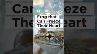 Did you know that there&rsquo;s a Frog that can Freeze their Heart! #savethefrogs #woodfrog #facts